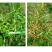 氯吡嘧磺隆12%水稻田除草剂高粱除草剂香附子专用药