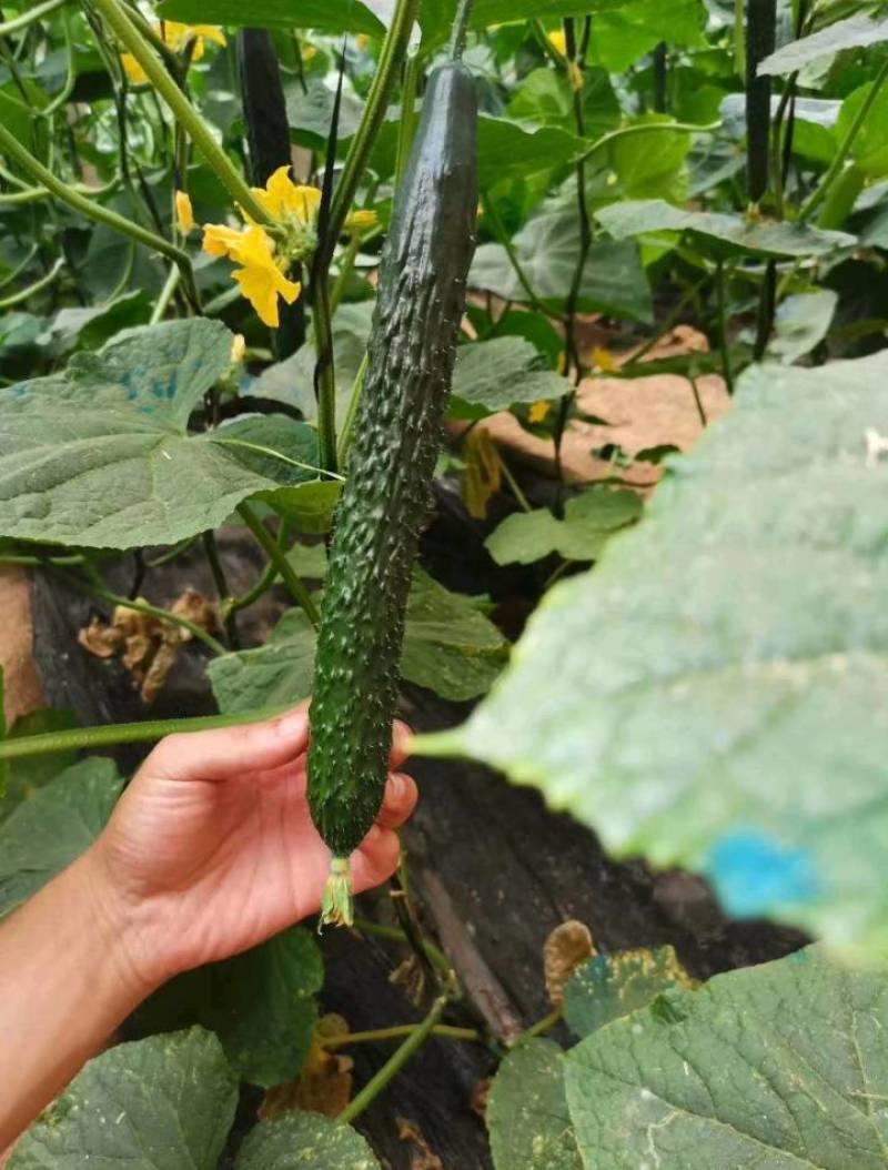 密刺黄瓜山东黄瓜大量供应产地直发一手货源欢迎考察