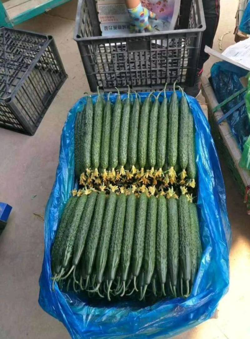 密刺黄瓜山东黄瓜大量供应产地直发一手货源欢迎考察