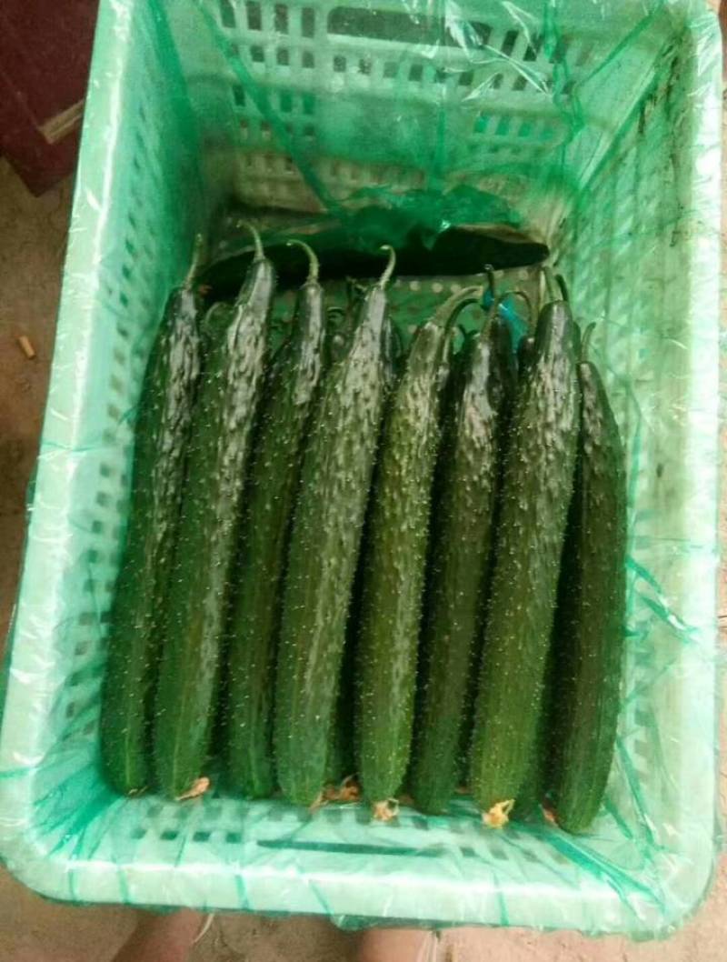 密刺黄瓜山东黄瓜大量供应产地直发一手货源欢迎考察