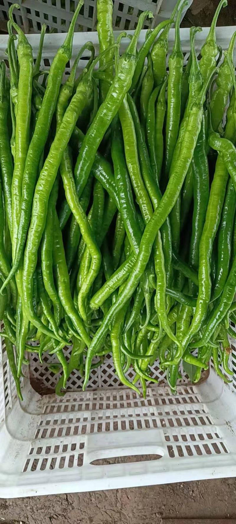蔬菜