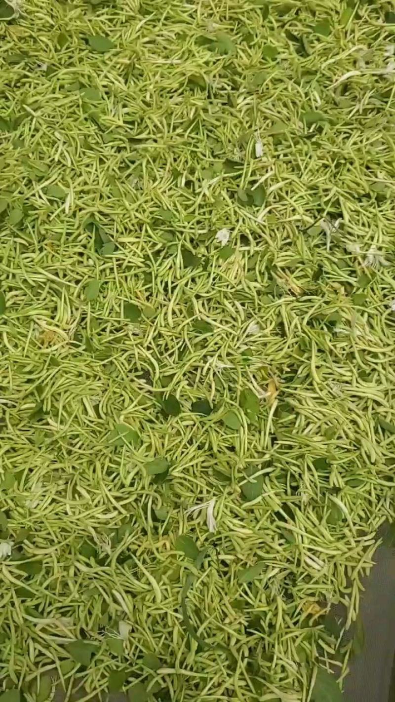 山东金银花产地直供，量大优惠。欢迎大家前来选购