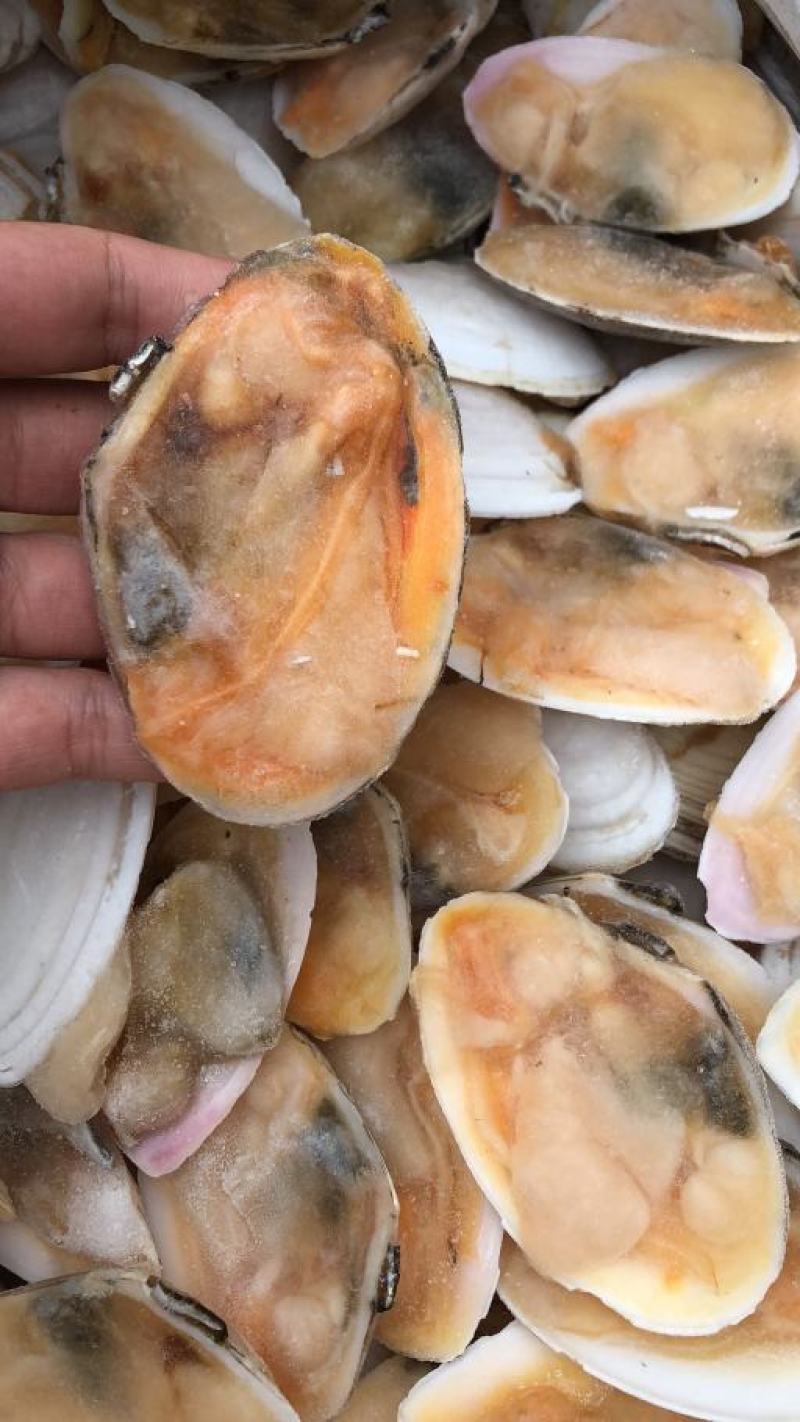 产地直销半壳白贝刀贝冷冻半壳贝江苏海鲜水产