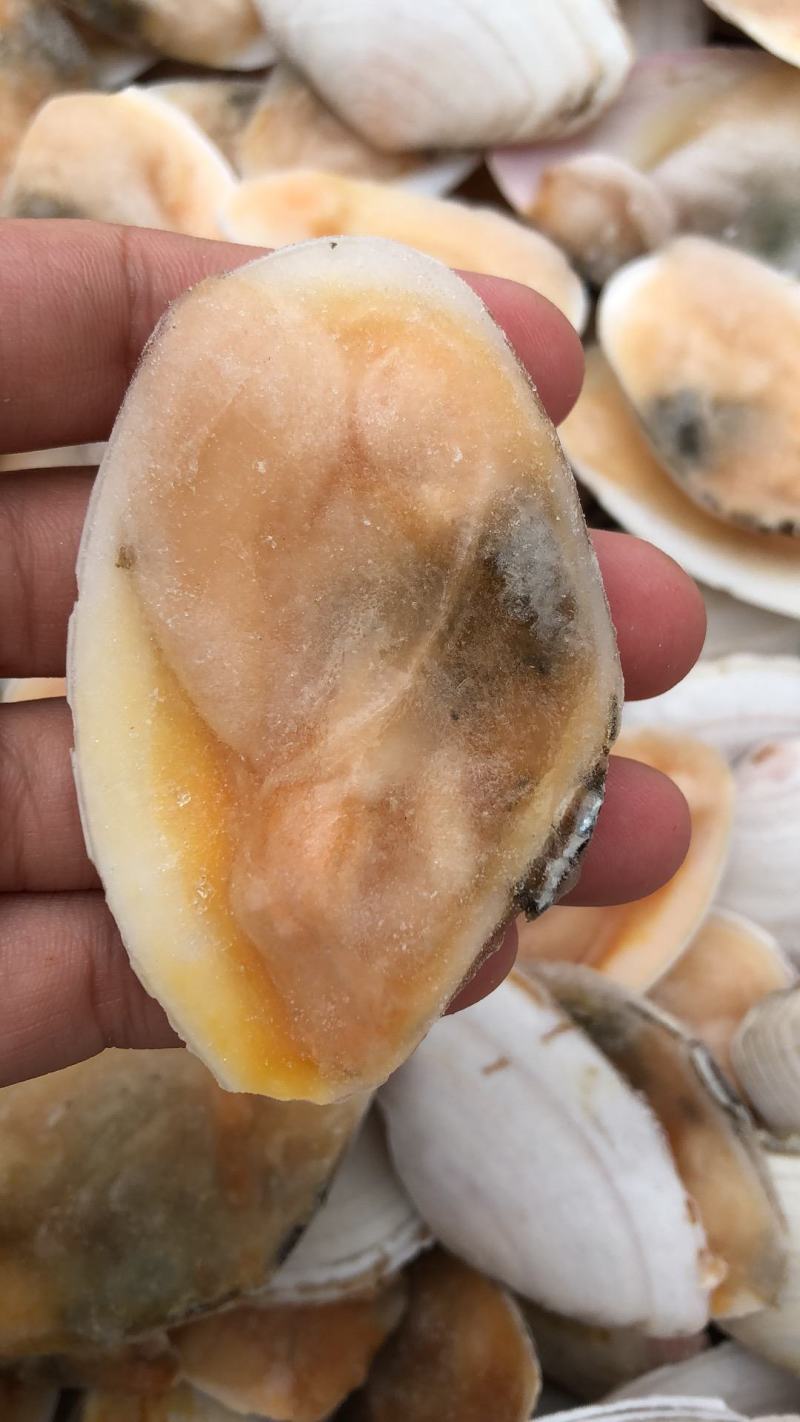 产地直销半壳白贝刀贝冷冻半壳贝江苏海鲜水产