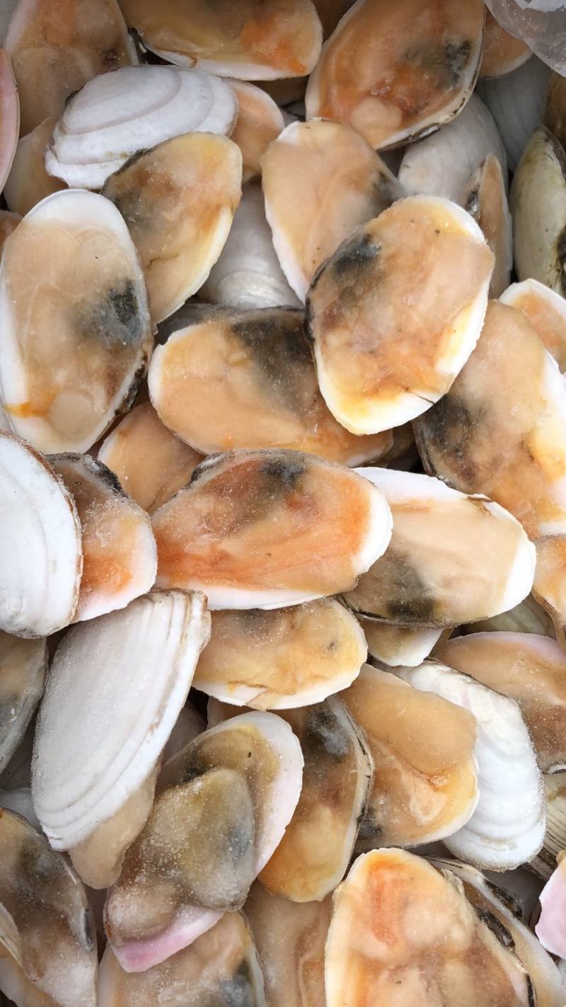 产地直销半壳白贝刀贝冷冻半壳贝江苏海鲜水产