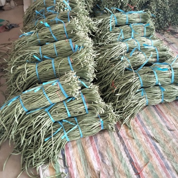 精品长豆角