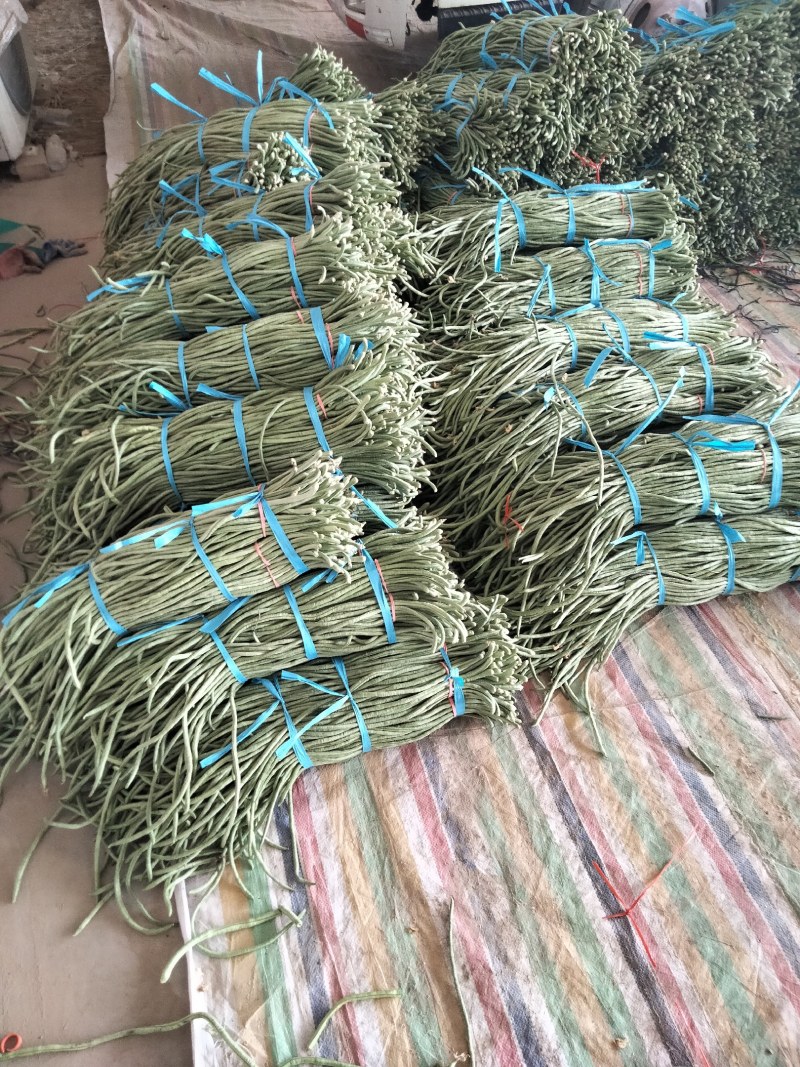 精品长豆角