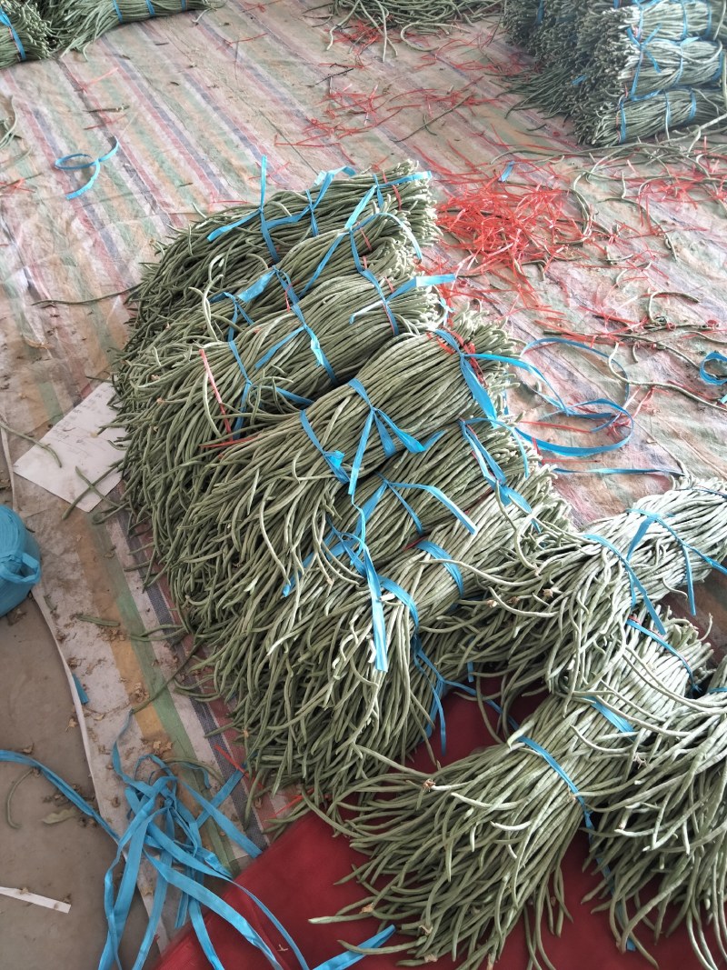 精品长豆角