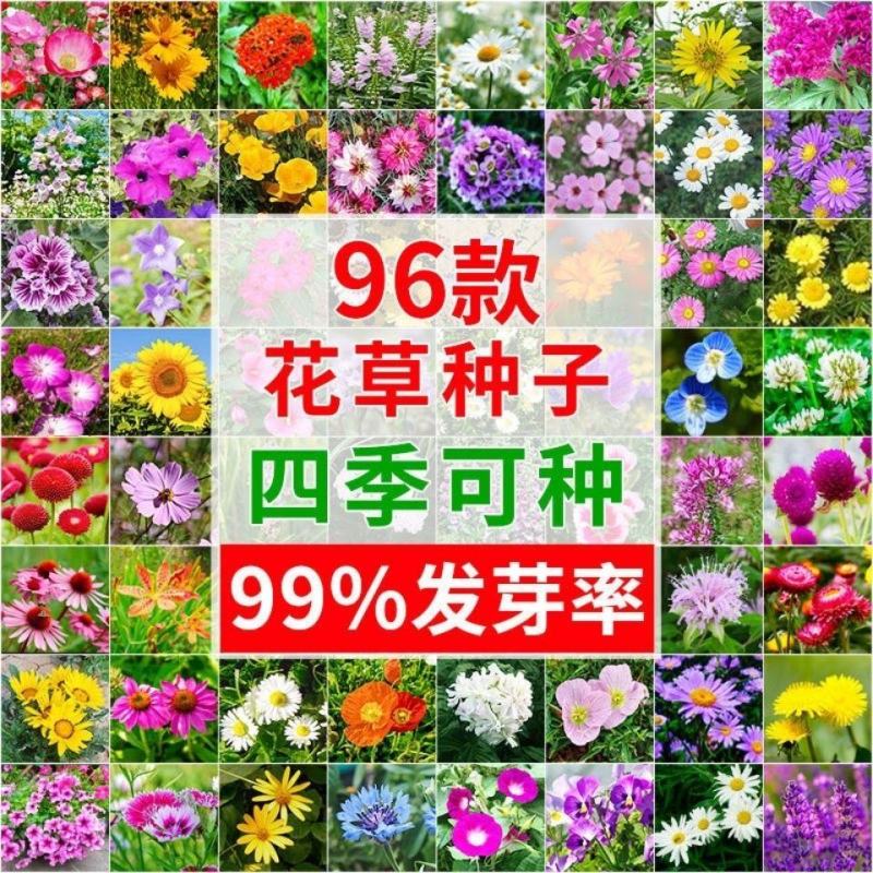 野花组合花种子四季种开花不断格桑花种子花海庭院绿化花种子