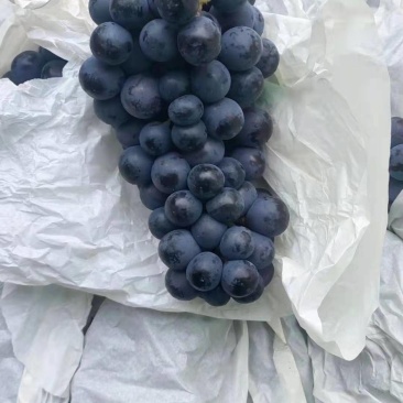 云南葡萄，口感非常好，价格美丽，适合电商，市场
