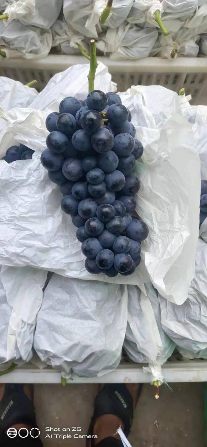 云南葡萄，口感非常好，价格美丽，适合电商，市场