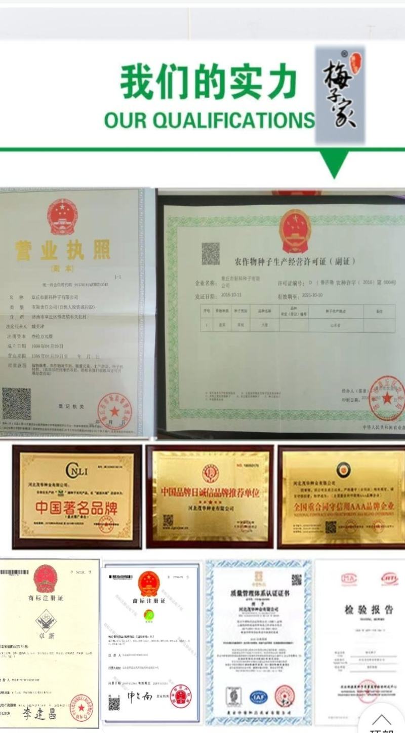 原装进口刚葱铁杆葱四季种植免费技术指导厂家直销