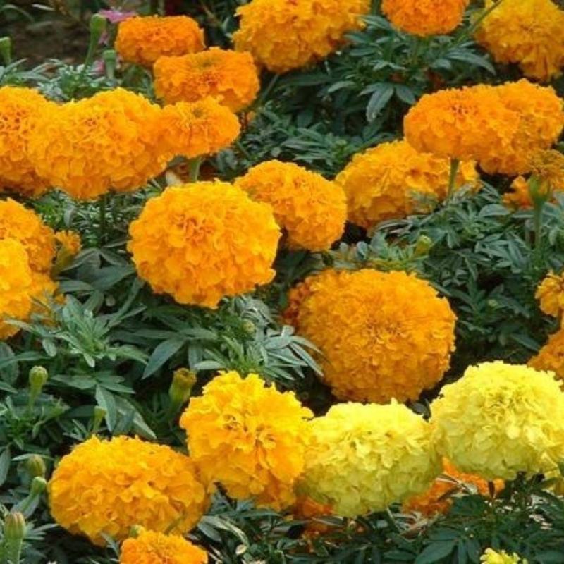 万寿菊种子新种子花海籽种野花组合可货到付款