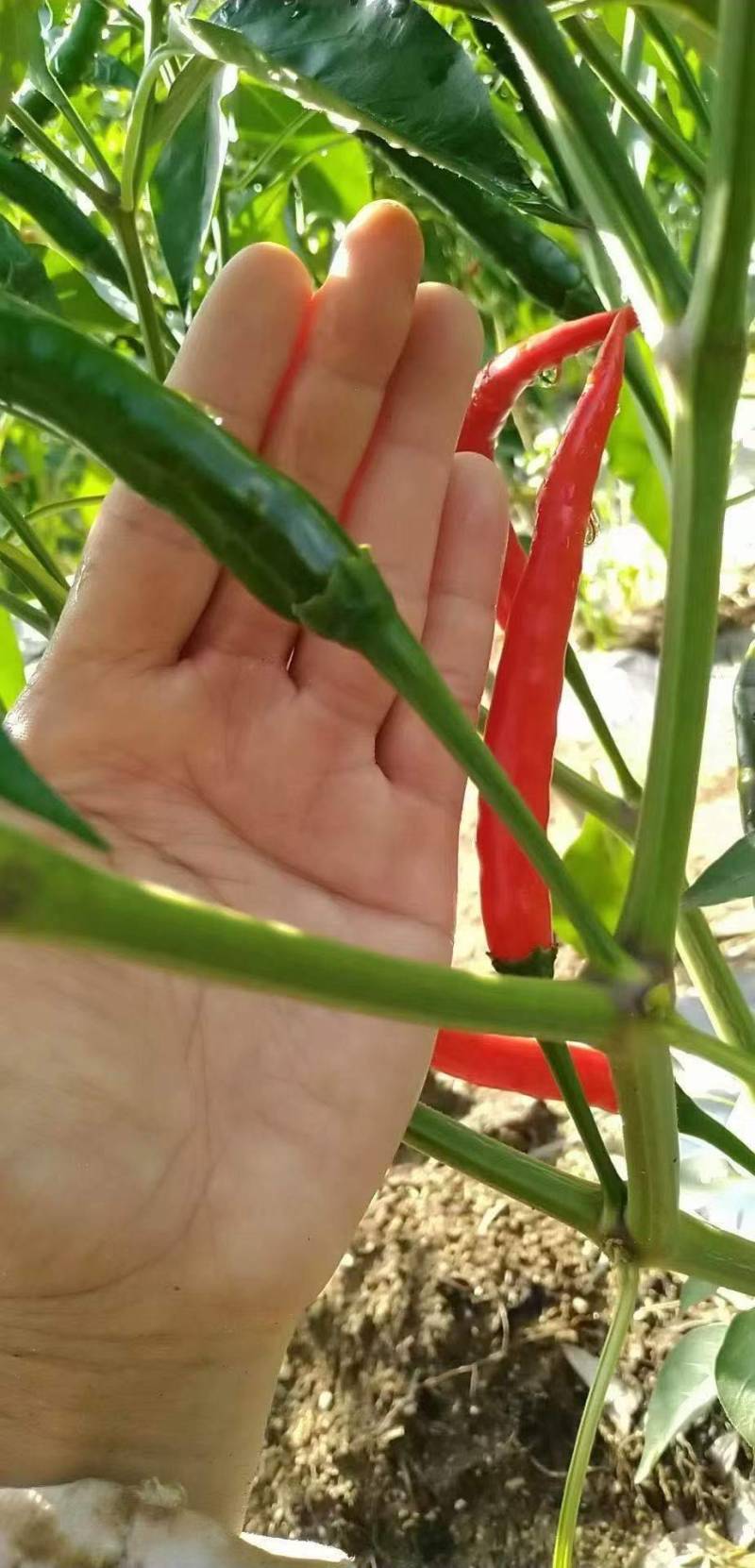 云南河口艳红辣椒，现摘现装，质量保证新鲜，
