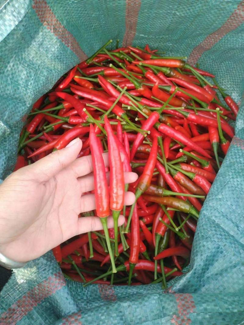云南河口艳红辣椒，现摘现装，质量保证新鲜，