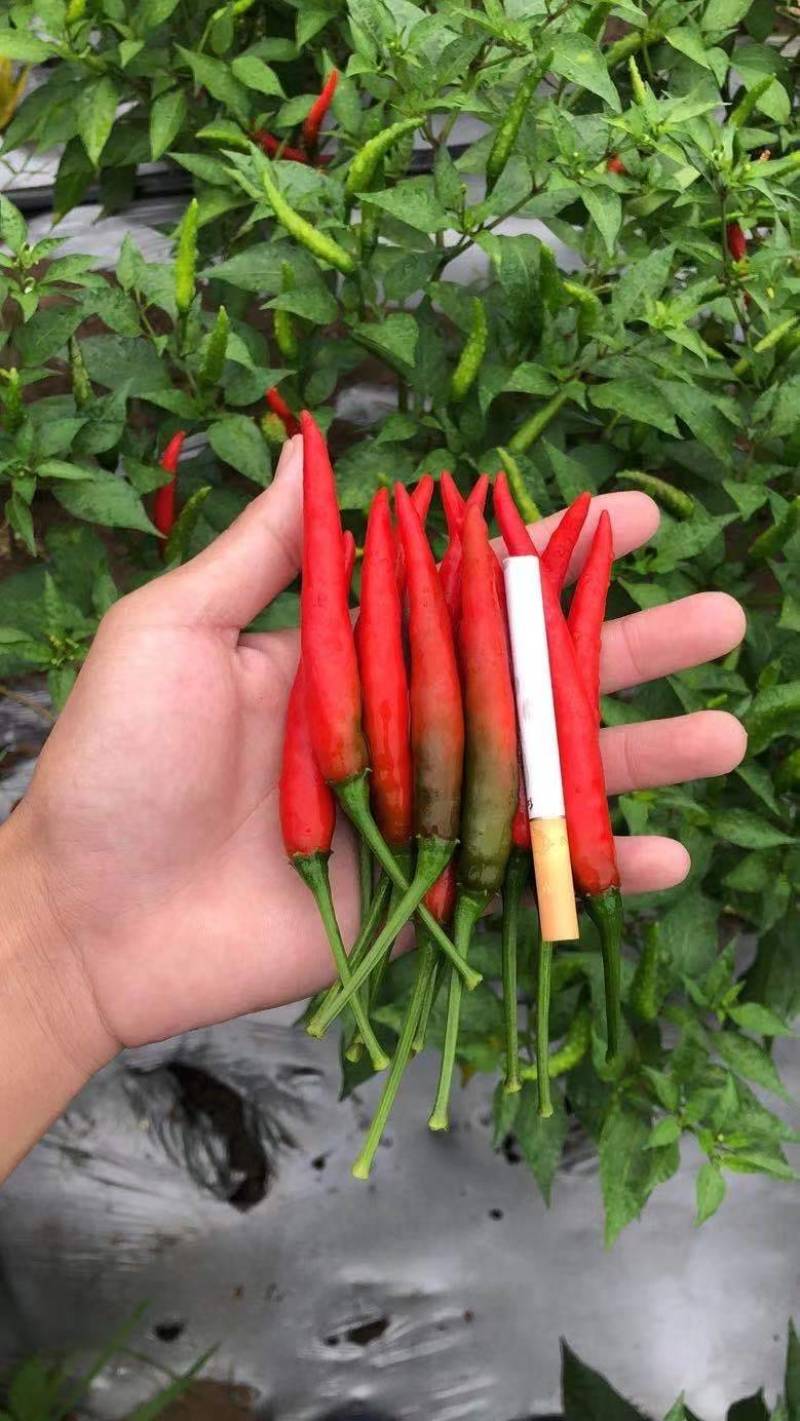 云南河口艳红辣椒，现摘现装，质量保证新鲜，
