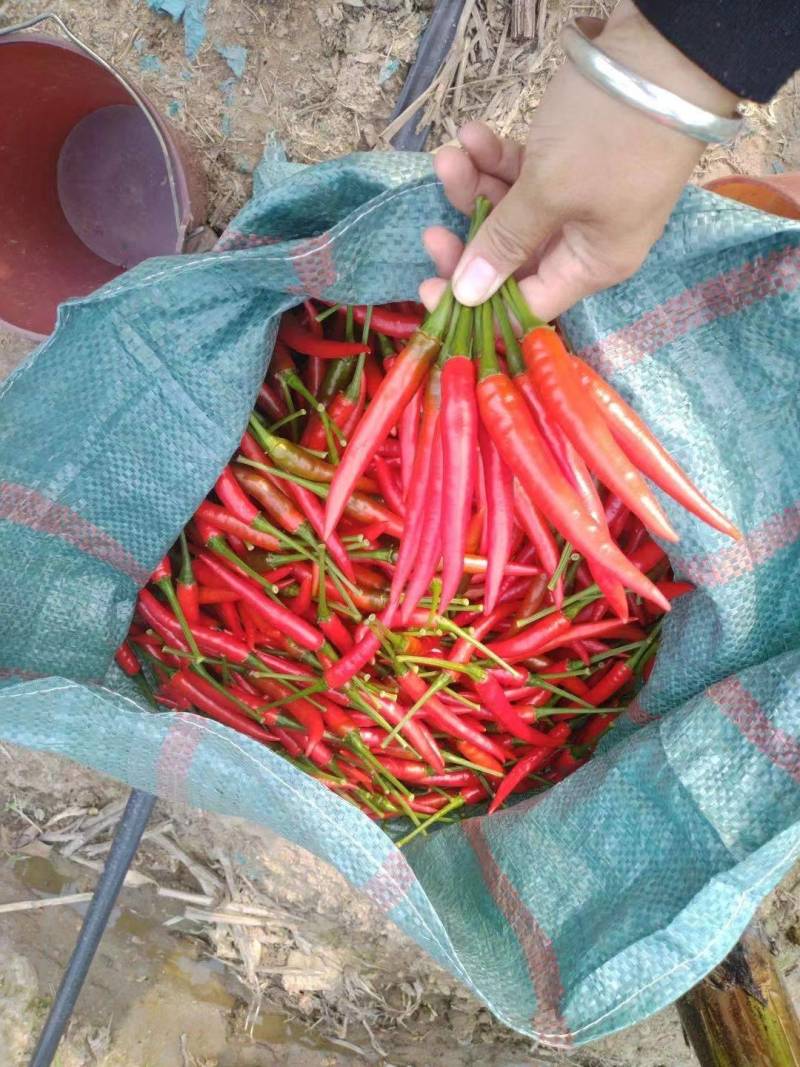 云南河口艳红辣椒，现摘现装，质量保证新鲜，
