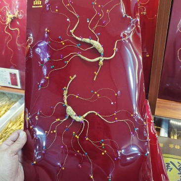 林下参，野播籽参，夫妻参，彩珠钉板参，六十公分礼盒