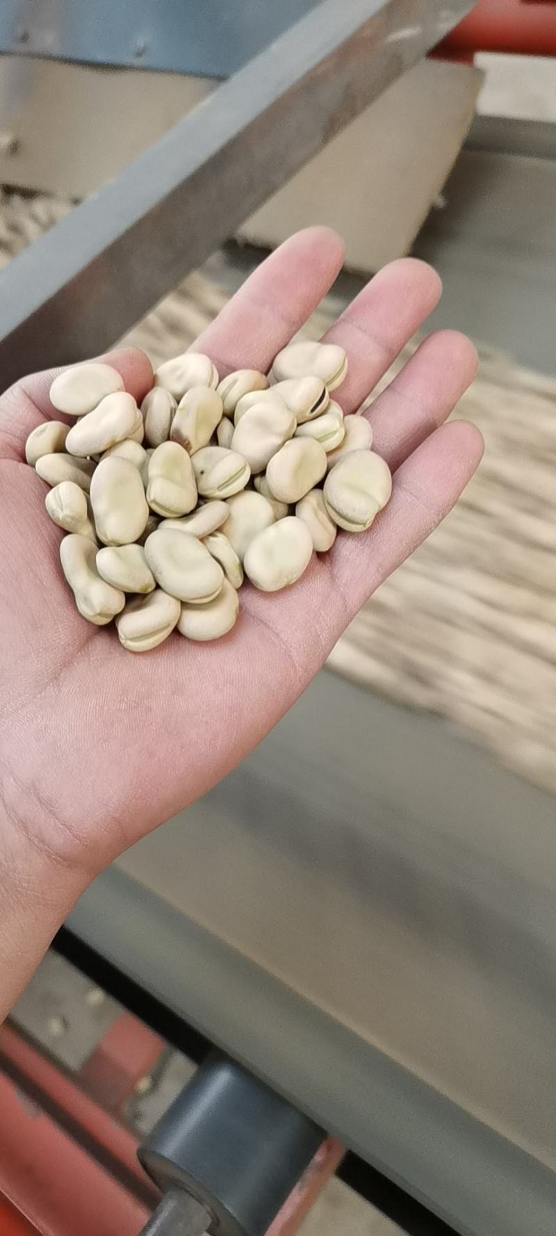 蚕豆