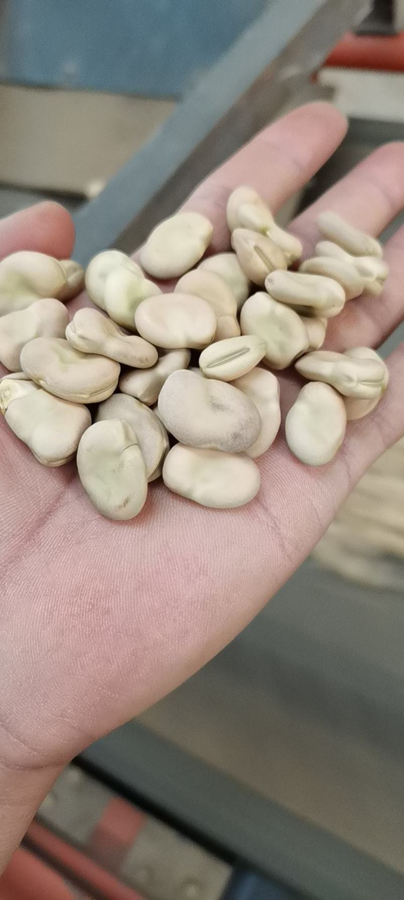 蚕豆