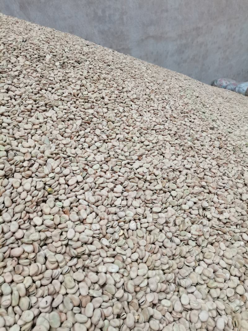 蚕豆