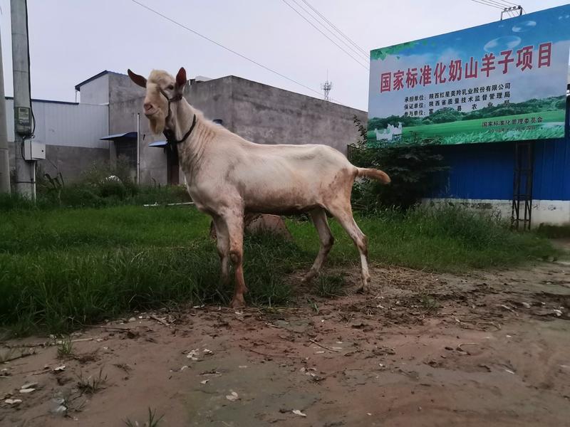 陕西省富平县精品萨能奶山羊品质纯正货源充足视频看货