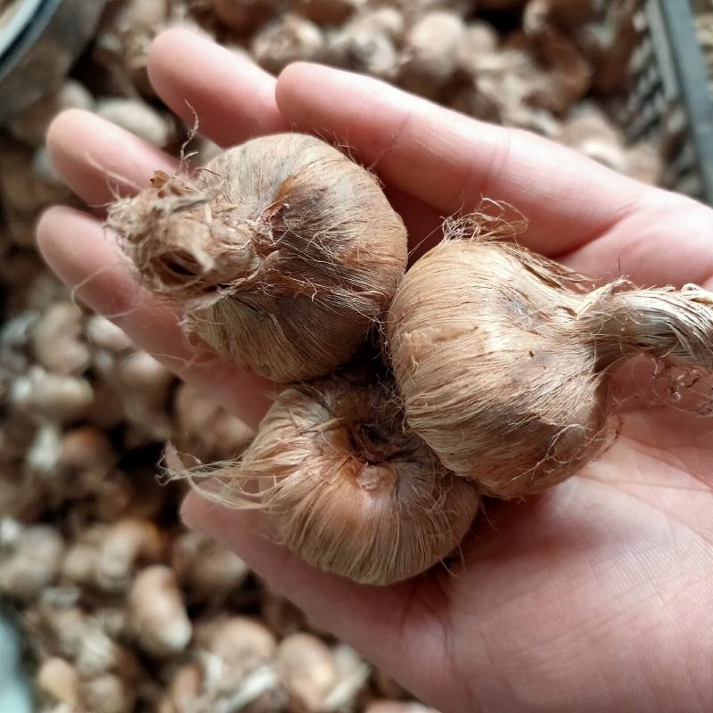 藏红花种球种子苗药用球根盆栽番红花西红花植物耐冻耐寒花卉