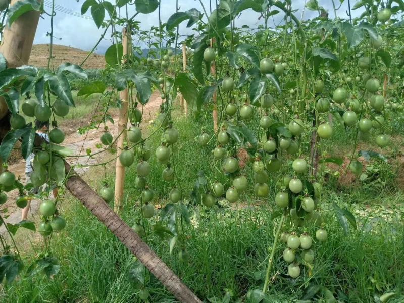 广西百香果现摘现发欢迎大家实地考察谈合作