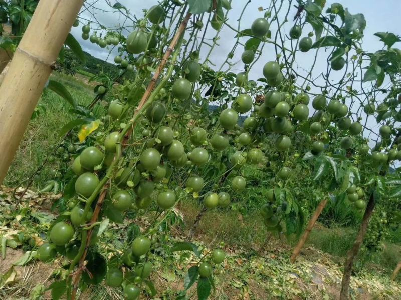 广西百香果现摘现发欢迎大家实地考察谈合作