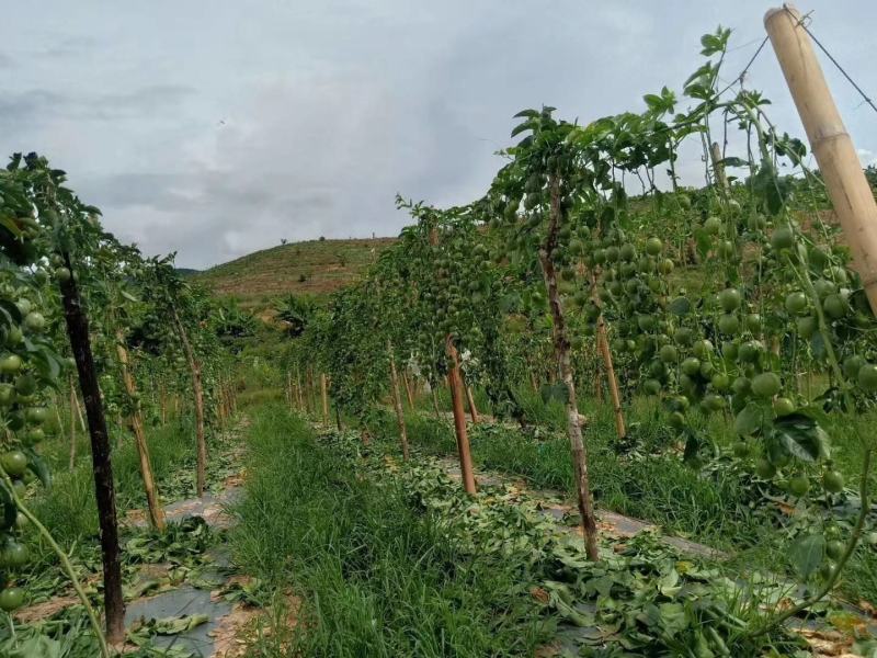 广西百香果现摘现发欢迎大家实地考察谈合作