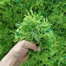 金银花