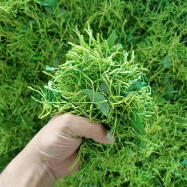 金银花