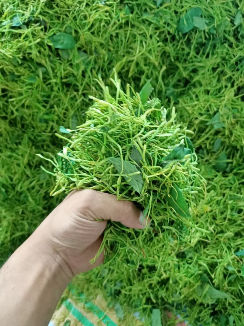 金银花