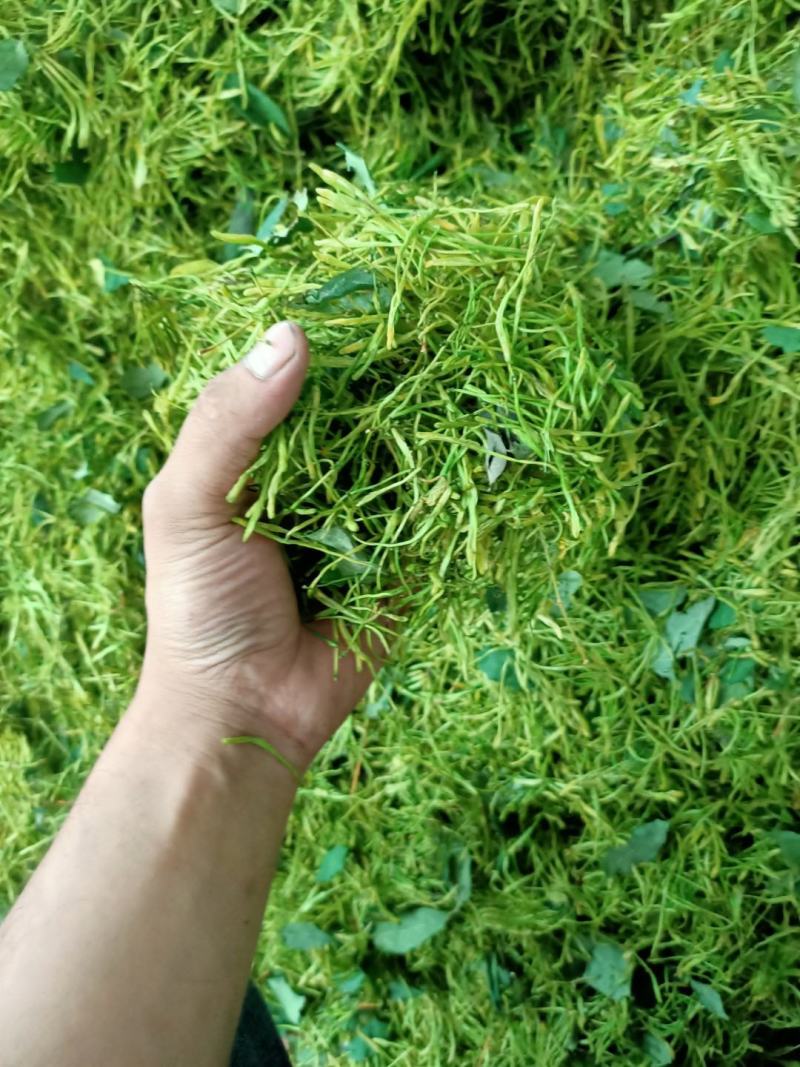 金银花