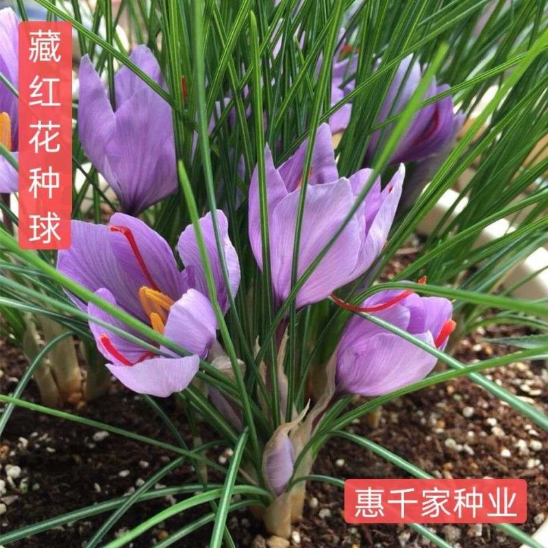 藏红花种球种子苗药用球根盆栽番红花西红花植物耐冻耐寒花卉