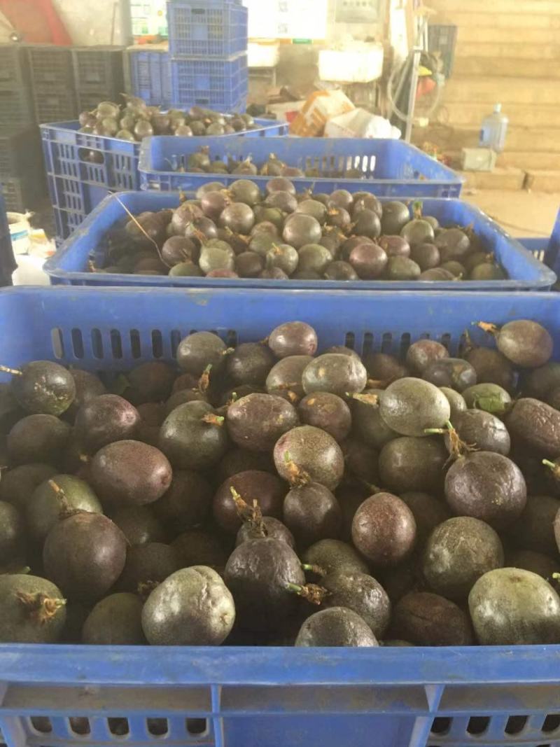 广西百香果次果奶茶店加工厂电商专用果统货