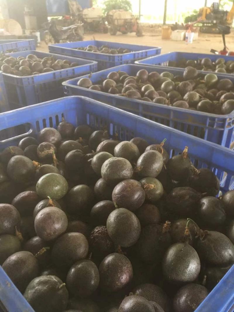 广西百香果次果奶茶店加工厂电商专用果统货