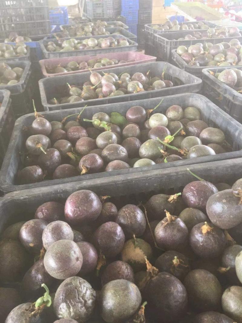 广西百香果次果奶茶店加工厂电商专用果统货