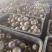 广西百香果次果奶茶店加工厂电商专用果统货