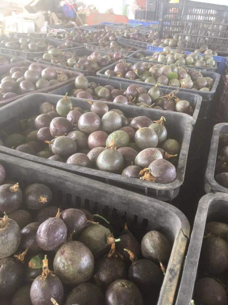 广西百香果次果奶茶店加工厂电商专用果统货