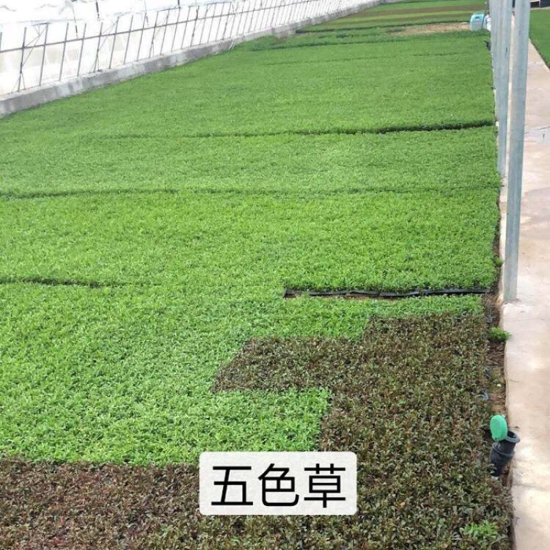 五色草，五色草穴盘苗，承接五色草造型设计施工