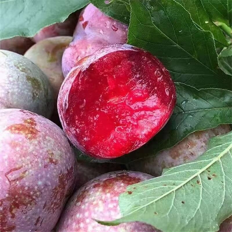 三华李，电商一件代发