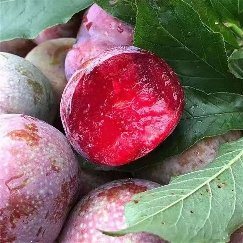 三华李，电商一件代发