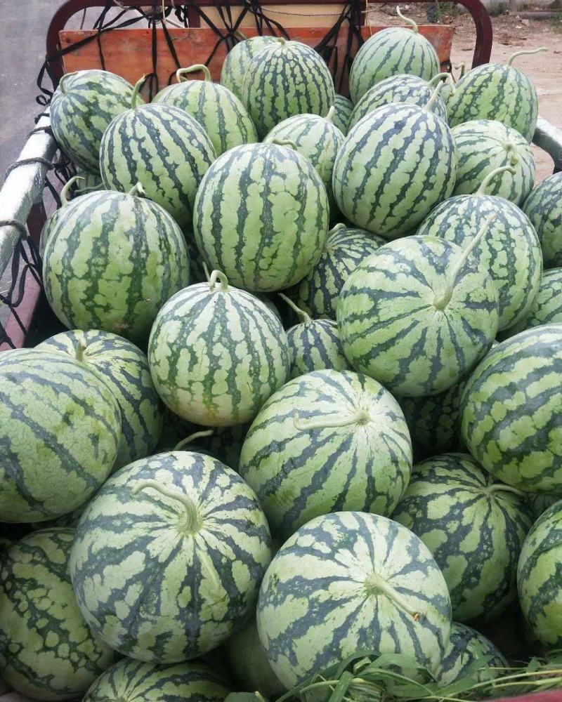 开封西瓜精品美都西瓜8斤打底九成熟包熟甜价格便宜