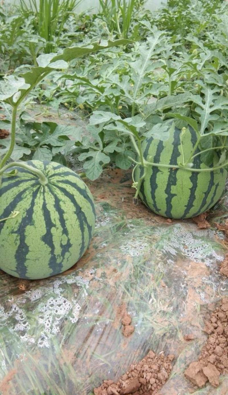 开封西瓜精品美都西瓜8斤打底九成熟包熟甜价格便宜