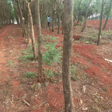 云南省开远市周边岀售蓝花楹米径6公分至米径1O公分等等