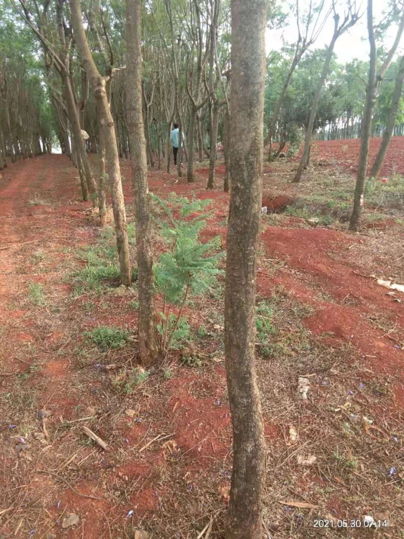 云南省开远市周边岀售蓝花楹米径6公分至米径1O公分等等