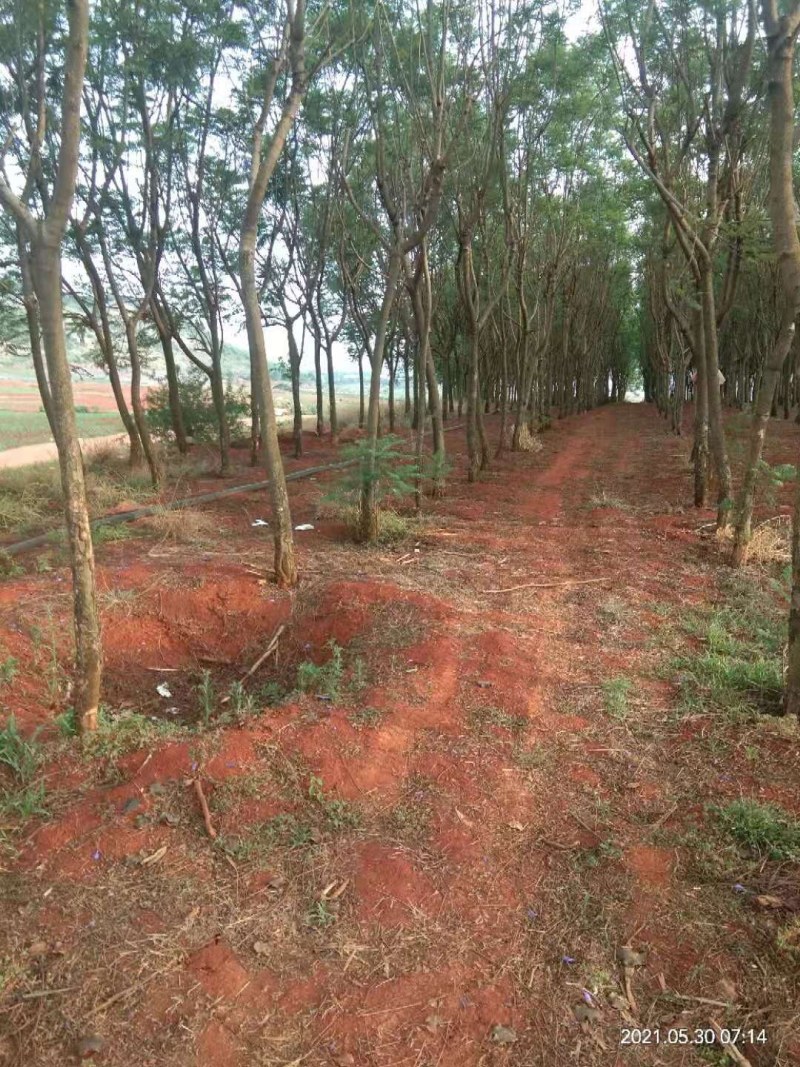 云南省开远市周边岀售蓝花楹米径6公分至米径1O公分等等
