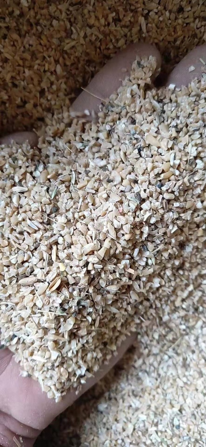 碎小麦下脚料，有好有坏，适合鸡鸭鹅牛羊养殖添加饲料！