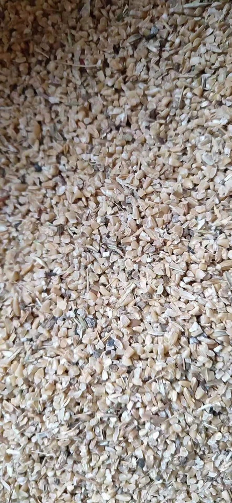 碎小麦下脚料，有好有坏，适合鸡鸭鹅牛羊养殖添加饲料！